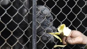 Chimpanzee Rita, 58, during her birthday celebration at an enclosure at Delhi zoo in New Delhi on December 14, 2017.(Arvind Yadav/HT Photo)