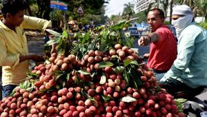 The application for GI tag of Bihar’s Shahi litchi says the fruit was an important fruit crop of Muzaffarpur and Darbhanga region in 1907.(HT File Photo/Representative image) The application for GI tag of Bihar’s Shahi litchi says the fruit was an important fruit crop of Muzaffarpur and Darbhanga region in 1907.(HT File Photo/Representative image)