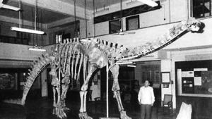 A file photo of the skeleton of the herbivorous dinosaur Barapasaurus tagorei at the Indian Statistical Institute, Kolkata.(Photo courtesy: Dinosaurs of India by Ashok Sahni) A file photo of the skeleton of the herbivorous dinosaur Barapasaurus tagorei at the Indian Statistical Institute, Kolkata.(Photo courtesy: Dinosaurs of India by Ashok Sahni)