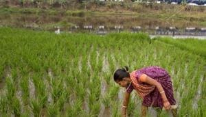 . This year, the government has announced its decision to set MSPs that are 1.5 times the cost of production.(AP File Photo) . This year, the government has announced its decision to set MSPs that are 1.5 times the cost of production.(AP File Photo)