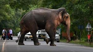 A wild elephant crosses a road near Kaziranga National Park in Assam.(PTI File Photo/Representative image) A wild elephant crosses a road near Kaziranga National Park in Assam.(PTI File Photo/Representative image)