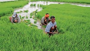 During the previous UPA government, India witnessed a sharp spike in food prices, hitting millions of low-income households. The Reserve Bank of India’s consistent inflation fight didn’t quite cool food inflation, which shot up 12% in November 2011.(File Photo) During the previous UPA government, India witnessed a sharp spike in food prices, hitting millions of low-income households. The Reserve Bank of India’s consistent inflation fight didn’t quite cool food inflation, which shot up 12% in November 2011.(File Photo)