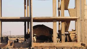 A Syrian family takes shelter under an empty building with their tent and cows in Daraa, southwestern Syria, after several days of intensified bombardment by Syrian regime forces on June 23, 2018.(AFP Photo) A Syrian family takes shelter under an empty building with their tent and cows in Daraa, southwestern Syria, after several days of intensified bombardment by Syrian regime forces on June 23, 2018.(AFP Photo)
