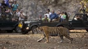 Drawing thousands of visitors even in the scorching heat of the summer, the tigers of Ranthambore show up and pose for cameras.(Shutterstock) Drawing thousands of visitors even in the scorching heat of the summer, the tigers of Ranthambore show up and pose for cameras.(Shutterstock)