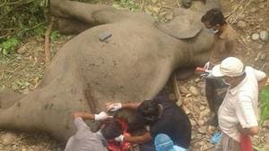 Injured elephant being treated by wildlife experts in Haridwar. The animal later succumbed to injuries on Tuesday.(Rameshwar Gaur /HT) Injured elephant being treated by wildlife experts in Haridwar. The animal later succumbed to injuries on Tuesday.(Rameshwar Gaur /HT)