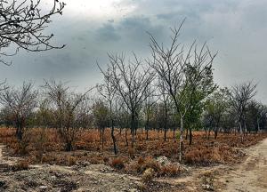 A view of dried out forest area at Garhi Mandu village, near Shahdara on the outskirts of Delhi.(Sonu Mehta/HT Photo) A view of dried out forest area at Garhi Mandu village, near Shahdara on the outskirts of Delhi.(Sonu Mehta/HT Photo)