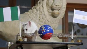 Achilles, the cat, chose Nigeria during an attempt to predict the result of their FIFA World Cup 2018 match against Argentina.(AP) Achilles, the cat, chose Nigeria during an attempt to predict the result of their FIFA World Cup 2018 match against Argentina.(AP)