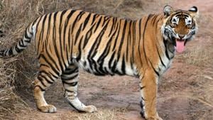 A tiger (MT-1 or T-91) was relocated to Mukundra in April this year.(HT File) A tiger (MT-1 or T-91) was relocated to Mukundra in April this year.(HT File)