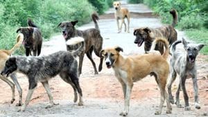 Four stray dogs mauled a toddler in a sector 18 park in Chandigarh 10 days ago.(HT File Photo) Four stray dogs mauled a toddler in a sector 18 park in Chandigarh 10 days ago.(HT File Photo)