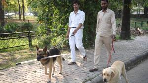 The MC has so far registered 6,600 pet dogs in the city since 2010 but the number is believed to be inaccurate.(HT Photo) The MC has so far registered 6,600 pet dogs in the city since 2010 but the number is believed to be inaccurate.(HT Photo)