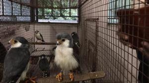 The Pygmy Falcons which have origin in Africa were the most exotic birds in the catch.(HT Photo) The Pygmy Falcons which have origin in Africa were the most exotic birds in the catch.(HT Photo)