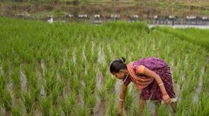 MSPs for kharif season are usually announced within the first two weeks of June. Analysts say lack of timely knowledge of support prices could hamper crop choices of farmers, leading to potential losses in income.(AP/Picture for representation) MSPs for kharif season are usually announced within the first two weeks of June. Analysts say lack of timely knowledge of support prices could hamper crop choices of farmers, leading to potential losses in income.(AP/Picture for representation)