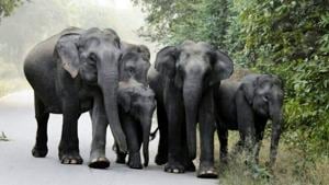 On February 8, 2018, an elephant killed a youth from Dehradun, who had gone inside the jungle in Thano range for a picnic with his friends.(HT File Photo/Representative image) On February 8, 2018, an elephant killed a youth from Dehradun, who had gone inside the jungle in Thano range for a picnic with his friends.(HT File Photo/Representative image)
