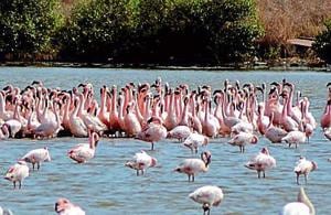 The study will focus on the impact on birds as the project progresses.(HT file) The study will focus on the impact on birds as the project progresses.(HT file)