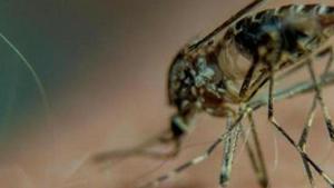 Malaria treatment: Scientists used the Nobel Prize-winning technology cro-EM to decode how malaria parasites invade our cells.(AFP) Malaria treatment: Scientists used the Nobel Prize-winning technology cro-EM to decode how malaria parasites invade our cells.(AFP)