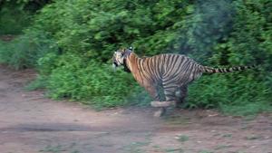 The tigress was seen on cameras trap with injuries on her nose and ear, which seemed to have occurred in a territorial fight, said Neha Verma, DFO, Ramnagar(HT File) The tigress was seen on cameras trap with injuries on her nose and ear, which seemed to have occurred in a territorial fight, said Neha Verma, DFO, Ramnagar(HT File)
