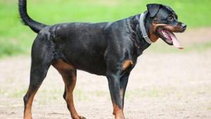 It has been alleged that Sharma’s Rottweiler has attacked many people in the neighbourhood.(Representational photo) It has been alleged that Sharma’s Rottweiler has attacked many people in the neighbourhood.(Representational photo)