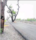 The mango tree in the middle of Sitapur-Bareilly National Highway.(HT Photo) The mango tree in the middle of Sitapur-Bareilly National Highway.(HT Photo)