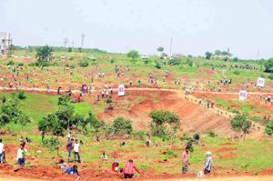 Plantation drive in Marathwada.(Maharashtra forest department) Plantation drive in Marathwada.(Maharashtra forest department)
