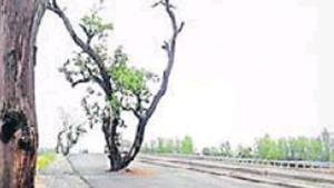 The mango tree in the middle of Sitapur-Bareilly National Highway.(HT Photo) The mango tree in the middle of Sitapur-Bareilly National Highway.(HT Photo)