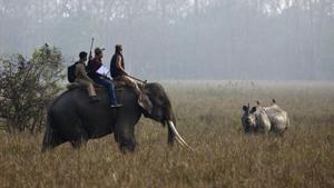 Forest officials count a horned rhinoceros from on top of an elephant during a rhino census at the Pobitora Wildlife Sanctuary in Assam.(AP File Photo) Forest officials count a horned rhinoceros from on top of an elephant during a rhino census at the Pobitora Wildlife Sanctuary in Assam.(AP File Photo)