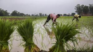 The BJP is aware that the agrarian crisis could affect its prospects in coming elections.(PTI File Photo) The BJP is aware that the agrarian crisis could affect its prospects in coming elections.(PTI File Photo)