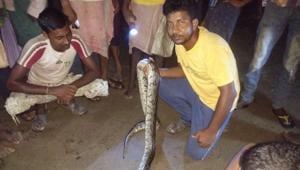 The reptile that was six-feet long died on Wednesday night.(HT Photo) The reptile that was six-feet long died on Wednesday night.(HT Photo)