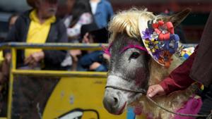 People and their donkeys take part in the 14th Regional Donkey Contest in Moniquira, Boyaca department, Colombia on July 1, 2018.(AFP Photo) People and their donkeys take part in the 14th Regional Donkey Contest in Moniquira, Boyaca department, Colombia on July 1, 2018.(AFP Photo)