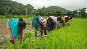 The Union cabinet had announced higher minimum support prices (MSPs) for 14 crops, setting each of these at a minimum of 1.5 times the cost of cultivation.(Praful Gangurde/HT File Photo) The Union cabinet had announced higher minimum support prices (MSPs) for 14 crops, setting each of these at a minimum of 1.5 times the cost of cultivation.(Praful Gangurde/HT File Photo)