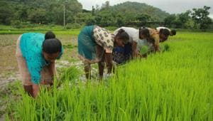 The differences between the prices can also be attributed to faulty procedure followed by states while determining production cost.(HT File Photo/Used for representational purpose) The differences between the prices can also be attributed to faulty procedure followed by states while determining production cost.(HT File Photo/Used for representational purpose)