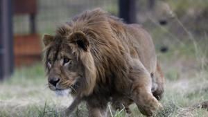 The Sibuya Game Reserve’s wildlife veterinarian darted the lions so that forensic investigators could search for evidence to determine what happened.(AP File Photo/Representative image) The Sibuya Game Reserve’s wildlife veterinarian darted the lions so that forensic investigators could search for evidence to determine what happened.(AP File Photo/Representative image)