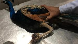 A five-year-old peacock suffering from tumour in its left claw rescued from Ardee City, sector 52, on Thursday evening.(HT Photo) A five-year-old peacock suffering from tumour in its left claw rescued from Ardee City, sector 52, on Thursday evening.(HT Photo)