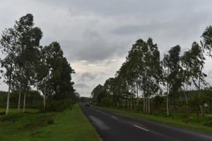 Eucalyptus trees planted on both sides of a highway connecting Dindori and Amarkantak in Madhya Pradesh(Mujeeb Faruqui/HT Photo) Eucalyptus trees planted on both sides of a highway connecting Dindori and Amarkantak in Madhya Pradesh(Mujeeb Faruqui/HT Photo)
