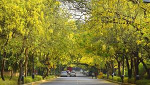 Amaltas, also known as the golden shower trees, seen in full bloom in New Delhi.(Sanjay Verma/HT File Photo) Amaltas, also known as the golden shower trees, seen in full bloom in New Delhi.(Sanjay Verma/HT File Photo)