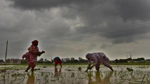 Workers plant paddy seedlings in a field at PAU research farms in Ludhiana.(Gurpreet Singh/HT Photo) Workers plant paddy seedlings in a field at PAU research farms in Ludhiana.(Gurpreet Singh/HT Photo)