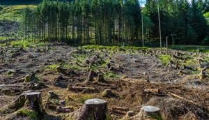 The NGO also alleged that indiscriminate chopping of trees like deodar, pine etc. was being undertaken for the highway project and the exact number of axed trees was not available as forest clearances have been applied for in segments by the project proponent.(Getty Images/iStockphoto) The NGO also alleged that indiscriminate chopping of trees like deodar, pine etc. was being undertaken for the highway project and the exact number of axed trees was not available as forest clearances have been applied for in segments by the project proponent.(Getty Images/iStockphoto)