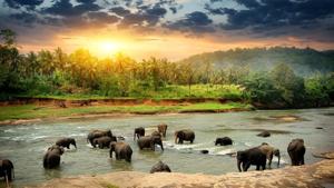 Some of the most popular destinations in Sri Lanka include Kandy, Colombo and Bentota.(Shutterstock) Some of the most popular destinations in Sri Lanka include Kandy, Colombo and Bentota.(Shutterstock)