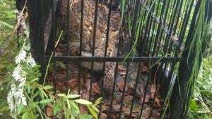 The female leopard is suspected to have attacked children in past too.(HT Photo) The female leopard is suspected to have attacked children in past too.(HT Photo)