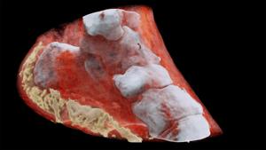 This handout picture released on July 12 by MARS Bioimaging Ltd shows a 3D image of left view of an ankle with bones in white and soft tissue in red.(AFP photo) This handout picture released on July 12 by MARS Bioimaging Ltd shows a 3D image of left view of an ankle with bones in white and soft tissue in red.(AFP photo)