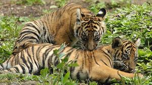 Tigers in Sariska. A tigress, ST5, had gone missing in February.(HT File Photo) Tigers in Sariska. A tigress, ST5, had gone missing in February.(HT File Photo)