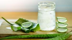 Side effects of aloe vera: The juice and latex derived from Aloe vera can help with diabetes, skin problems and weight loss.(Shutterstock) Side effects of aloe vera: The juice and latex derived from Aloe vera can help with diabetes, skin problems and weight loss.(Shutterstock)