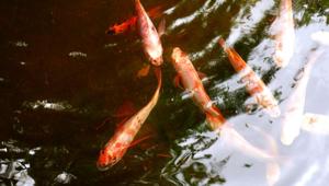 Angling and fishing will continue in non-forest areas, especially with the fisheries department giving permissions to self-help groups and non-government organisations to employ youngsters despite the ban.(Shutterstock/Representative image) Angling and fishing will continue in non-forest areas, especially with the fisheries department giving permissions to self-help groups and non-government organisations to employ youngsters despite the ban.(Shutterstock/Representative image)