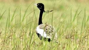 The Lesser Florican is one of the four bustard species of India.(File Photo) The Lesser Florican is one of the four bustard species of India.(File Photo)