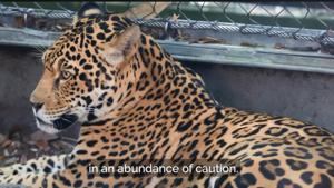 It was not immediately clear how the animal got out of its habitat, and zoo officials said they were investigating.(Vide screenshot/Audubon Zoo) It was not immediately clear how the animal got out of its habitat, and zoo officials said they were investigating.(Vide screenshot/Audubon Zoo)