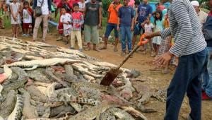 Local residents look at the carcasses of hundreds of crocodiles from a breeding farm after they were killed by angry locals following the death of a man who was killed in a crocodile attack in Sorong regency, West Papua, Indonesia on July 14.(Antara Foto/Olha Mulalinda /via REUTERS) Local residents look at the carcasses of hundreds of crocodiles from a breeding farm after they were killed by angry locals following the death of a man who was killed in a crocodile attack in Sorong regency, West Papua, Indonesia on July 14.(Antara Foto/Olha Mulalinda /via REUTERS)