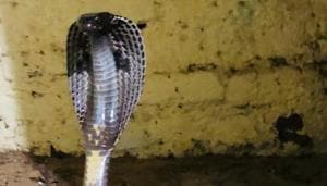 Morning walkers spotted a four-foot-long blackheaded royal snake at the Leisure Valley Park in Sector 29, Gurugram, on July 10, 2018, wildlife officials said.(HT Photo) Morning walkers spotted a four-foot-long blackheaded royal snake at the Leisure Valley Park in Sector 29, Gurugram, on July 10, 2018, wildlife officials said.(HT Photo)