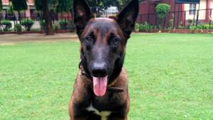 A Belgian Malinois dog. These dogs were first deployed in the Kaziranga National Park for anti-poaching operations.(HT Photo)