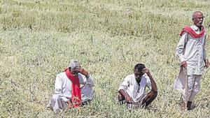 Rajasthan, like many other states, is in the midst of an agrarian crisis caused largely by falling prices for farm output .(HT File Photo) Rajasthan, like many other states, is in the midst of an agrarian crisis caused largely by falling prices for farm output .(HT File Photo)