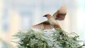 The bristled grassbird is a small bird, about 20 centimetres in size, endemic to India.(Jaswinder Waraich / HT Photo) The bristled grassbird is a small bird, about 20 centimetres in size, endemic to India.(Jaswinder Waraich / HT Photo)