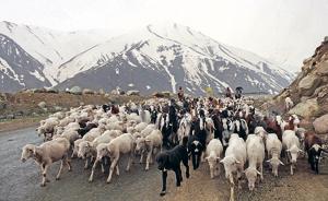 Nomadic Bakerwals en route to the Mughal Road near Peer ki Gali, some 90 km south of Srinagar in May 12, 2018.The community travels hundreds of miles to graze their cattle in Kashmir.(Waseem Andrabi/Hindustan Times) Nomadic Bakerwals en route to the Mughal Road near Peer ki Gali, some 90 km south of Srinagar in May 12, 2018.The community travels hundreds of miles to graze their cattle in Kashmir.(Waseem Andrabi/Hindustan Times)